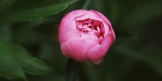 pink petaled flower